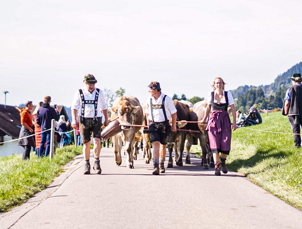 Herde auf dem Memhölzer Viehscheid